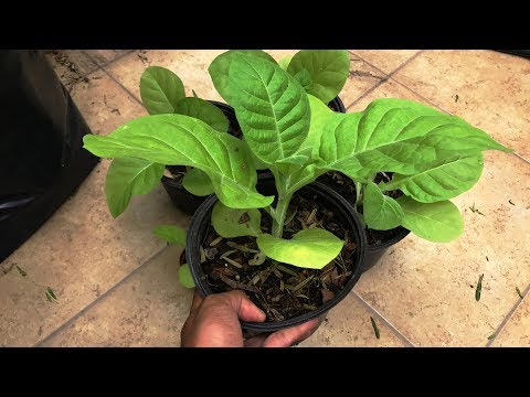 Video: Cómo cultivar tabaco (con imágenes)