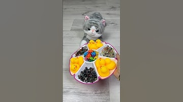 Absolutely Satisfying Cat ASMR 🌈 Reverse Beads😻#shorts #cat #beads #asmr #satisfyingvideo