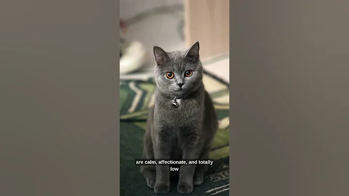 Video 8502651: british shorthair cat, cats britishshorthair catlife catlover, britishshorthair catlife catlover kitten, britishshorthair cat animals