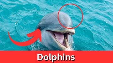 Why are Dolphins so friendly to humans# #zoo