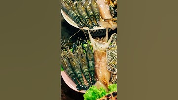 PHONG CẢNH ĐẸP | DU LỊCH | DU LỊCH CÀ MAU | DU LỊCH VIỆT NAM | DÃ NGOẠI