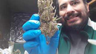 Pot Harvesting or trimming