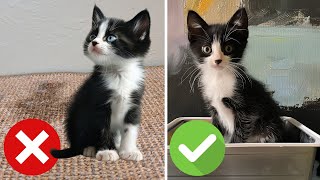 How To Litter Train Baby Kittens FAST (ALWAYS WORKS)