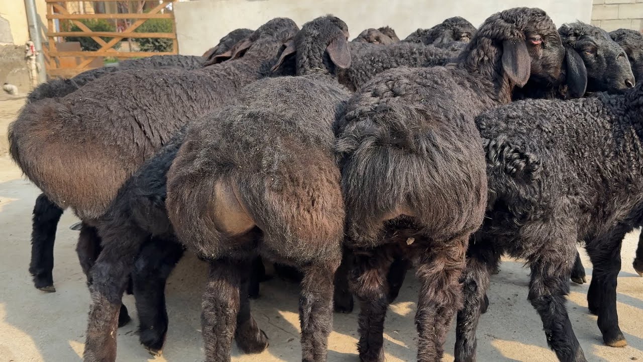 3 OYLIK QO’ZILAR KELDI BO’G’OZLAR NARXI 1 MILYO’NDAN TUSHDI 