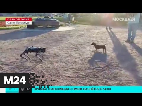 Робопес встретился с настоящими собаками - Москва 24