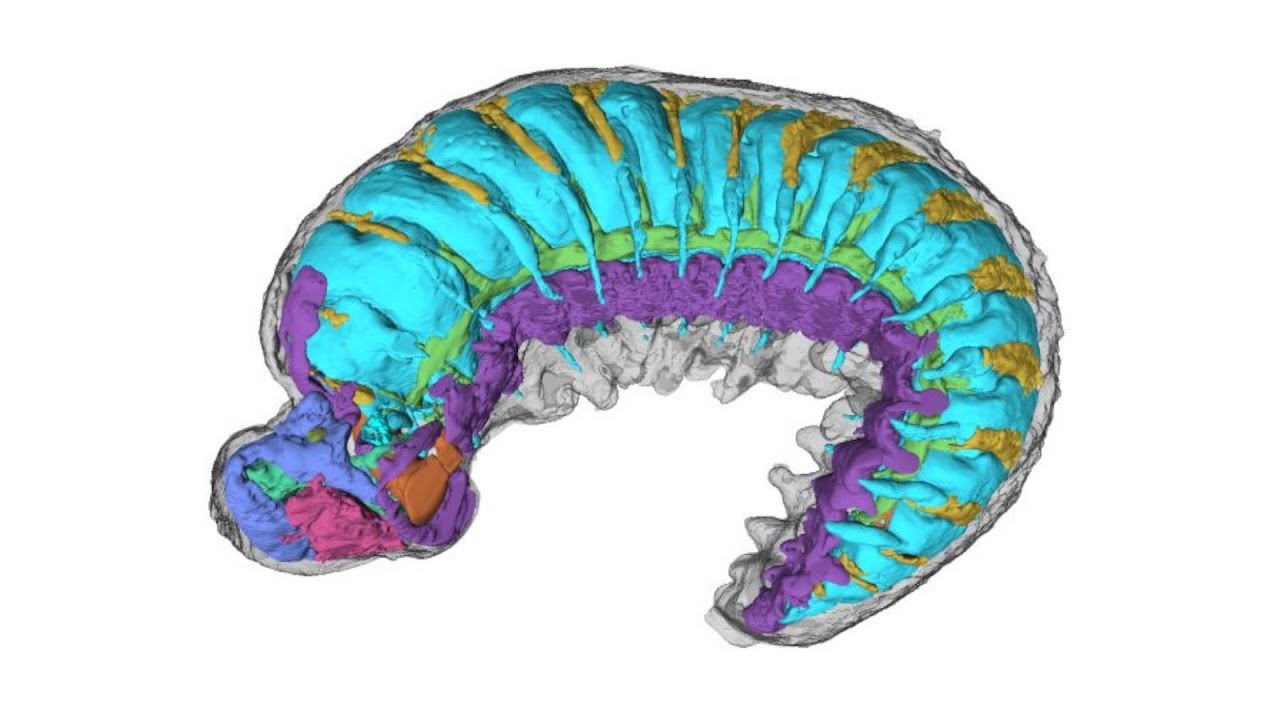 520MillionYearOld Fossil Found With Its Internal Anatomy Intact