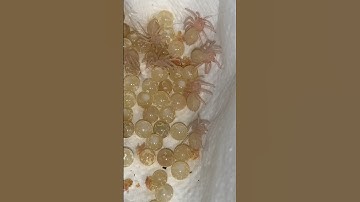 Watch Tarantula Eggs GROW 😱 #shorts  #tarantula #spider