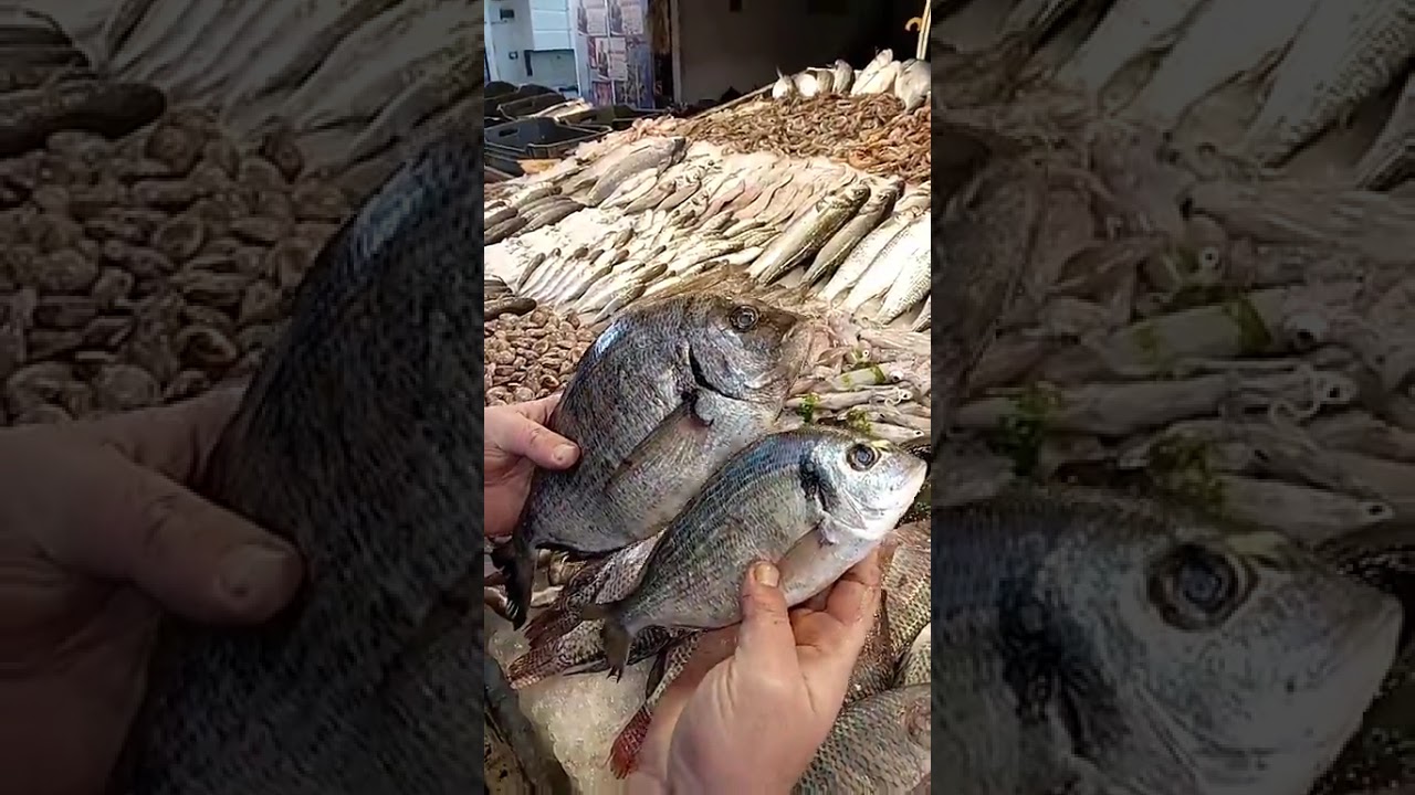 كُل حنشان واتدفي يا بردان.. جولة في سوق سمك بورسعيد الجديد والأجواء في شهر رمضان