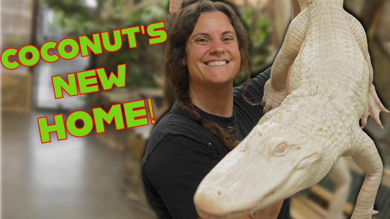 Coconut's New Albino Gator Enclosure🤩| Feeding Hungry Gators