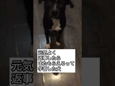 元気に返事したらご飯がもらえるって学習した犬がかわいい　#staffymix #shorts
