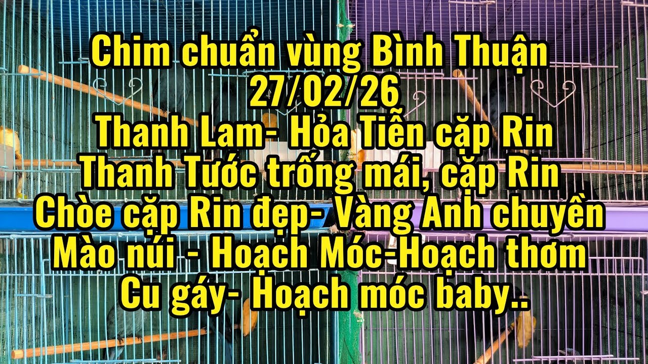 27/02/26 💥Thanh Tước 💥 Thanh Lam 💥 Hỏa Tiễn 💥 Vàng Anh...
