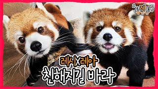 (SUB) Милая первая встреча малых панд!│Everland Red Panda