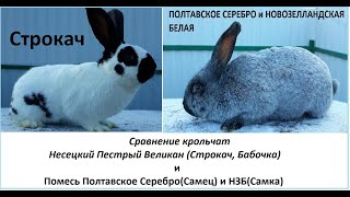 Сравнение крольчат Немецкий Пестрый Великан(Бабочка, Строкач) и Полтавское серебро с НЗБ( Самка)