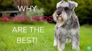 Why Schnauzers Are The Best! by Tailwise 2,142 views 5 years ago 1 minute, 1 second