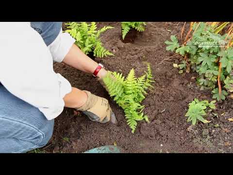 Video: Gartenfarne