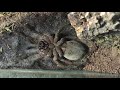 Goliath bird-eater tarantula molting