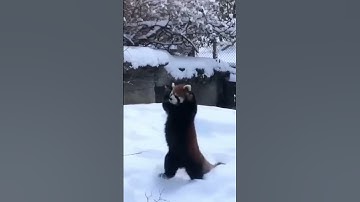 Adorable Red Pandas Enjoying Snow 😍