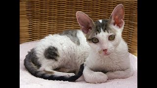 Cornish Rex by PetsLand 12,676 views 6 years ago 4 minutes, 35 seconds