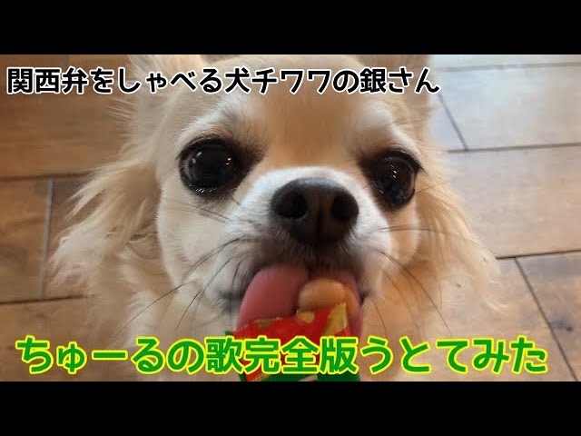 関西弁をしゃべる犬 チワワの銀さん ちゅーるの歌ロングバージョンあんの知ってた ごっつええ歌やねん聞いてんか 歌ってみた Youtube