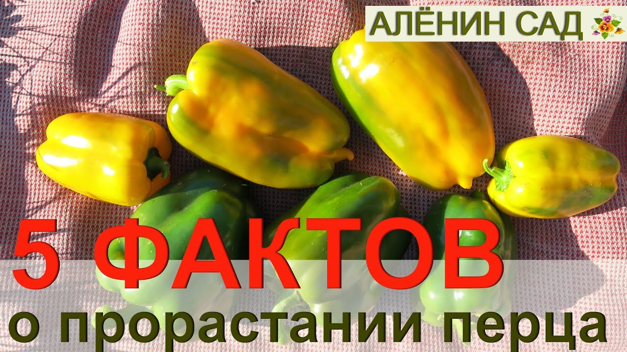 ⁣5 ФАКТОВ О ПРОРАСТАНИИ ПЕРЦА!!! Как правильно сеять перец на рассаду