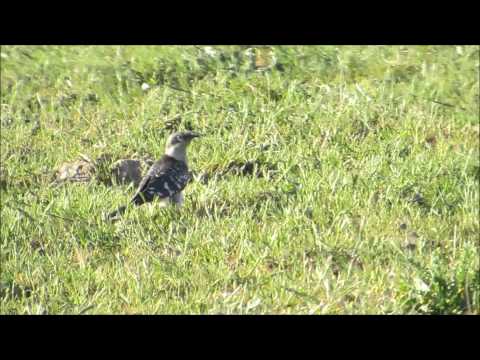 Cuco-rabilongo (Clamator glandarius) - Alter do Chão, Portalegre 2015