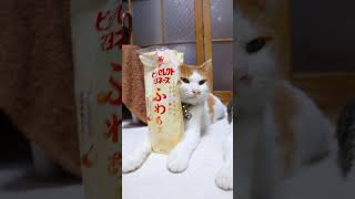 ピュアセレクト® マヨネーズ ふわあま 261009 #cat #のせ猫 #cute