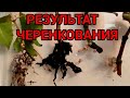 РЕЗУЛЬТАТ ЧЕРЕНКОВАНИЯ. Фуксия , герань, бегония.