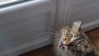 Meow, I want go outside! No? Why not? I'm not scared