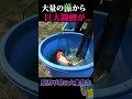 藻だらけの池からバカでかい錦コイを網で捕獲... #shorts