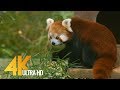 Animals in slovenia zoo in 4k  15 hour relax with floating music