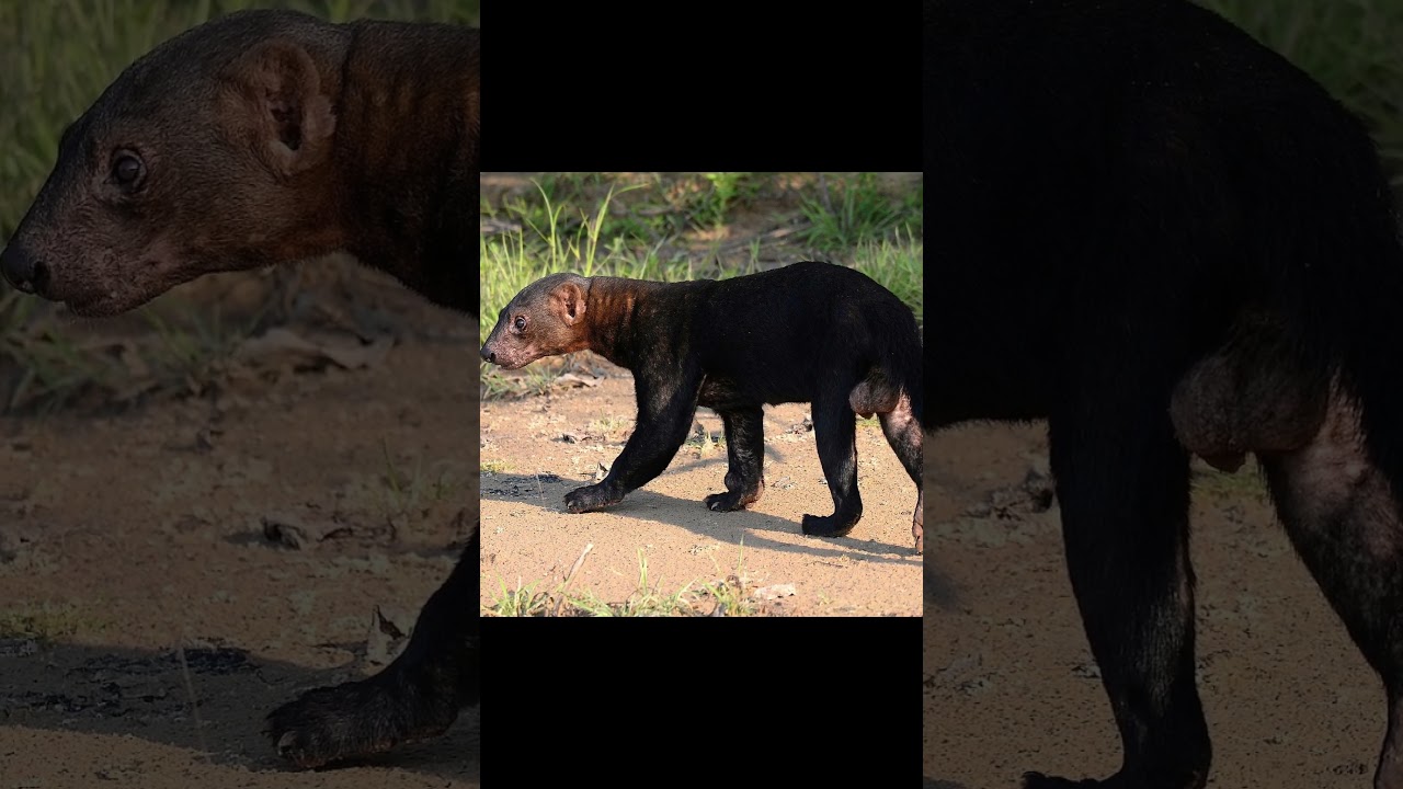 👹¿Cómo caza el Tayra - Tolomuco?