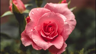 Can I Call You Rose  Solomon Cover hour Long tiktok Ver