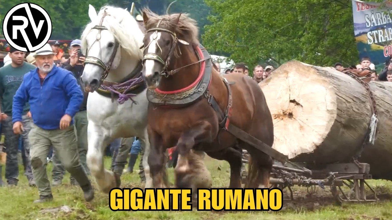 CONOCE al caballo de tiro rumano: El GIGANTE de TRANSILVANIA
