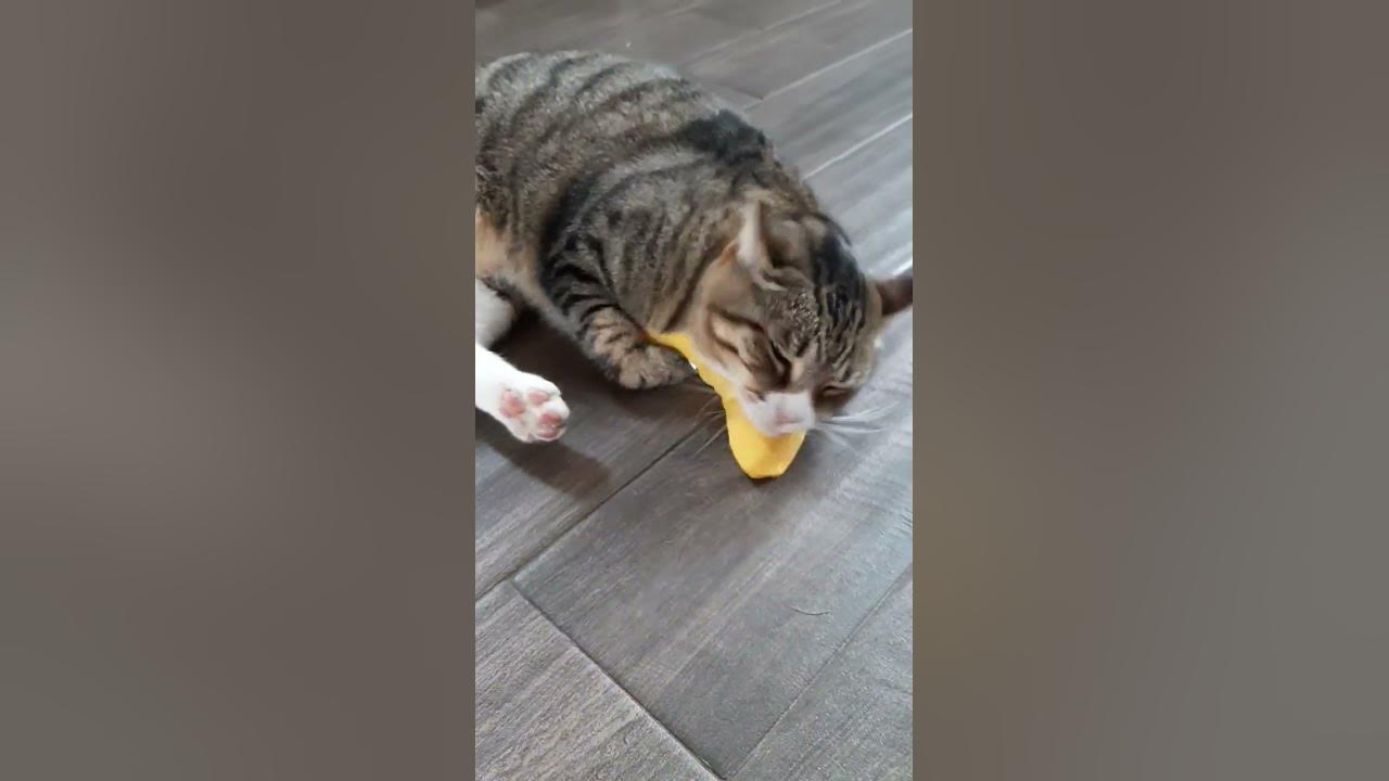 Catnip BANANA YouTube