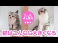 祝ハーフバースディ！愛猫ぐうの成長記録ダイジェスト［スコティッシュフォールド・ぐう］