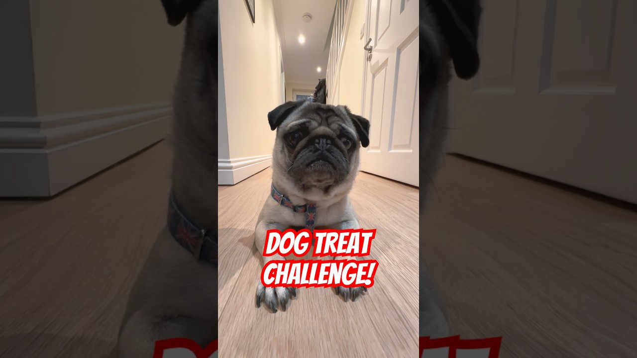 Dog Treat Challenge 😮 
