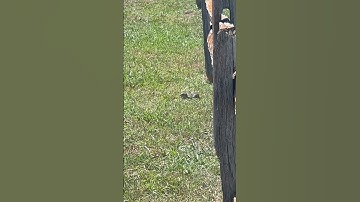 13 Striped Gopher (correction: thirteen lined ground squirrel)
