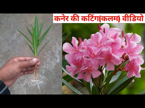 वीडियो: क्या डैनी काये तुरही बजा सकते हैं?