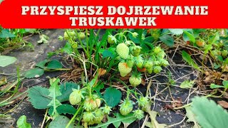 Jak przyspieszyć dojrzewanie truskawek? Jak zadbać o truskawki podczas owocowania?