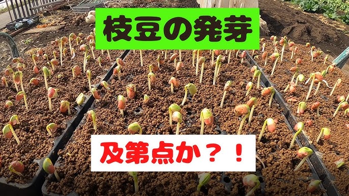 枝豆が発芽しました Youtube