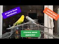 Первая встреча двух попугаев/как идёт приручение волнистого попугая