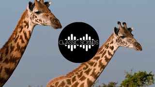 Giraffe Sound Effect Pack (HQ)