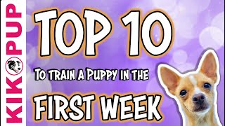Top ten things to train your puppy in the first week