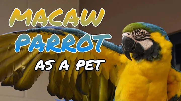 MACAW PARROTS AS PETS