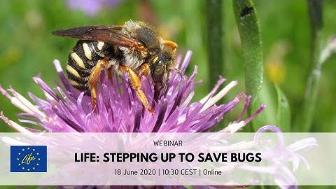LIFE webinar: Stepping up to save bugs
