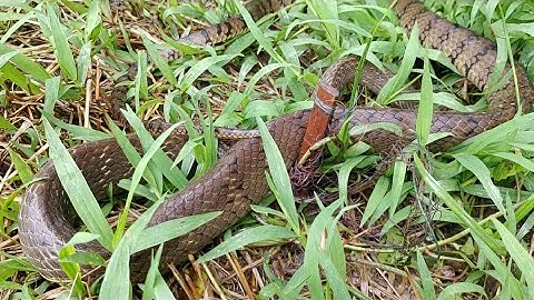 Thăm Lưới Bẫy Rắn Lờ Cá Hạ Gục Con Rắn Hổ Vện Khủng