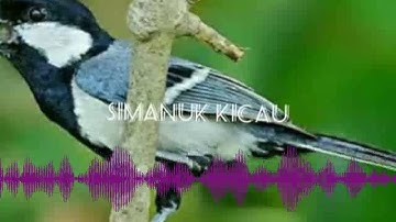 [Audio Master] Master Suara Burung Gelatik Wingko