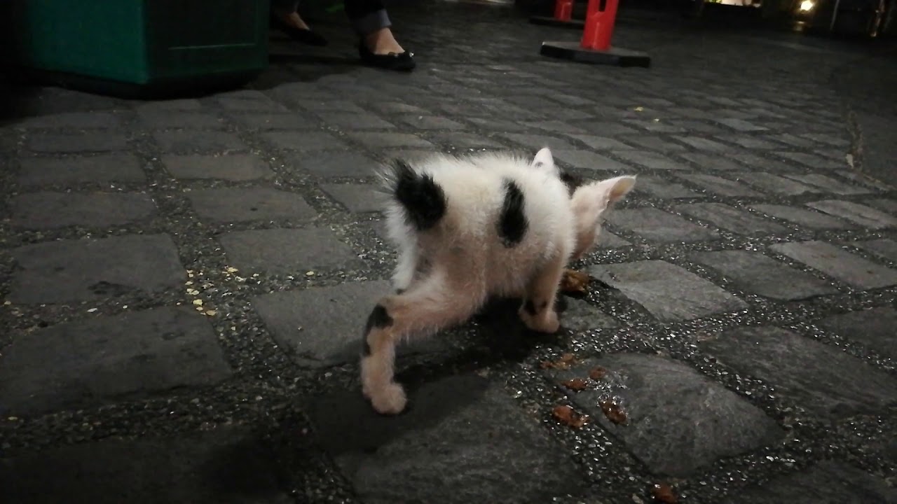 Hungry lil' kitty Pt 1 YouTube