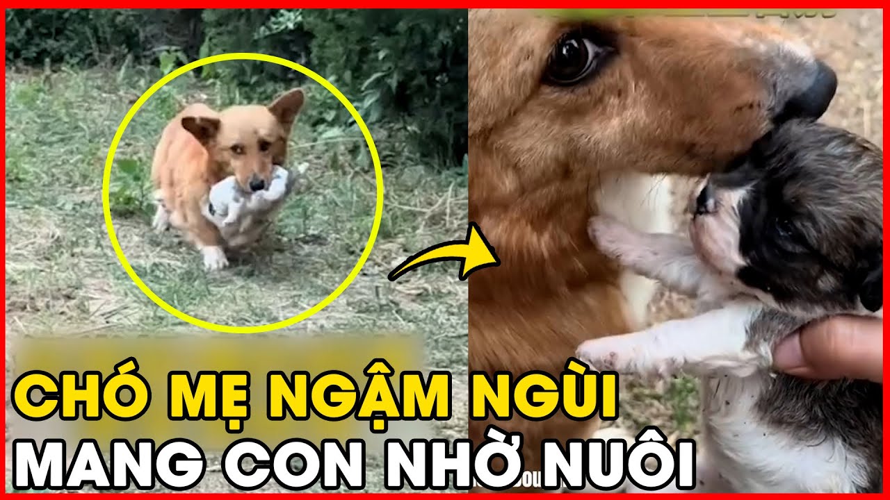 🐶 Bé chó ngậm ngùi mang con đến nhờ người tốt chăm sóc: Hình ảnh khiến ai cũng rơi lệ 💔 #đờisống