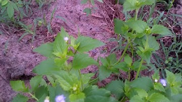 Cỏ cứt lợn - Cỏ hôi - trị viêm xoang, mượt tóc,... Nhận dạng cây thuốc